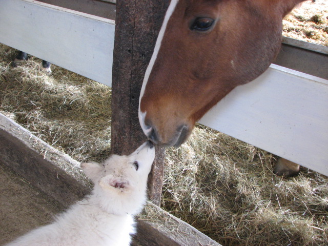 cheval & chiot