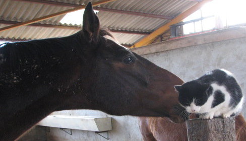 cheval & chat