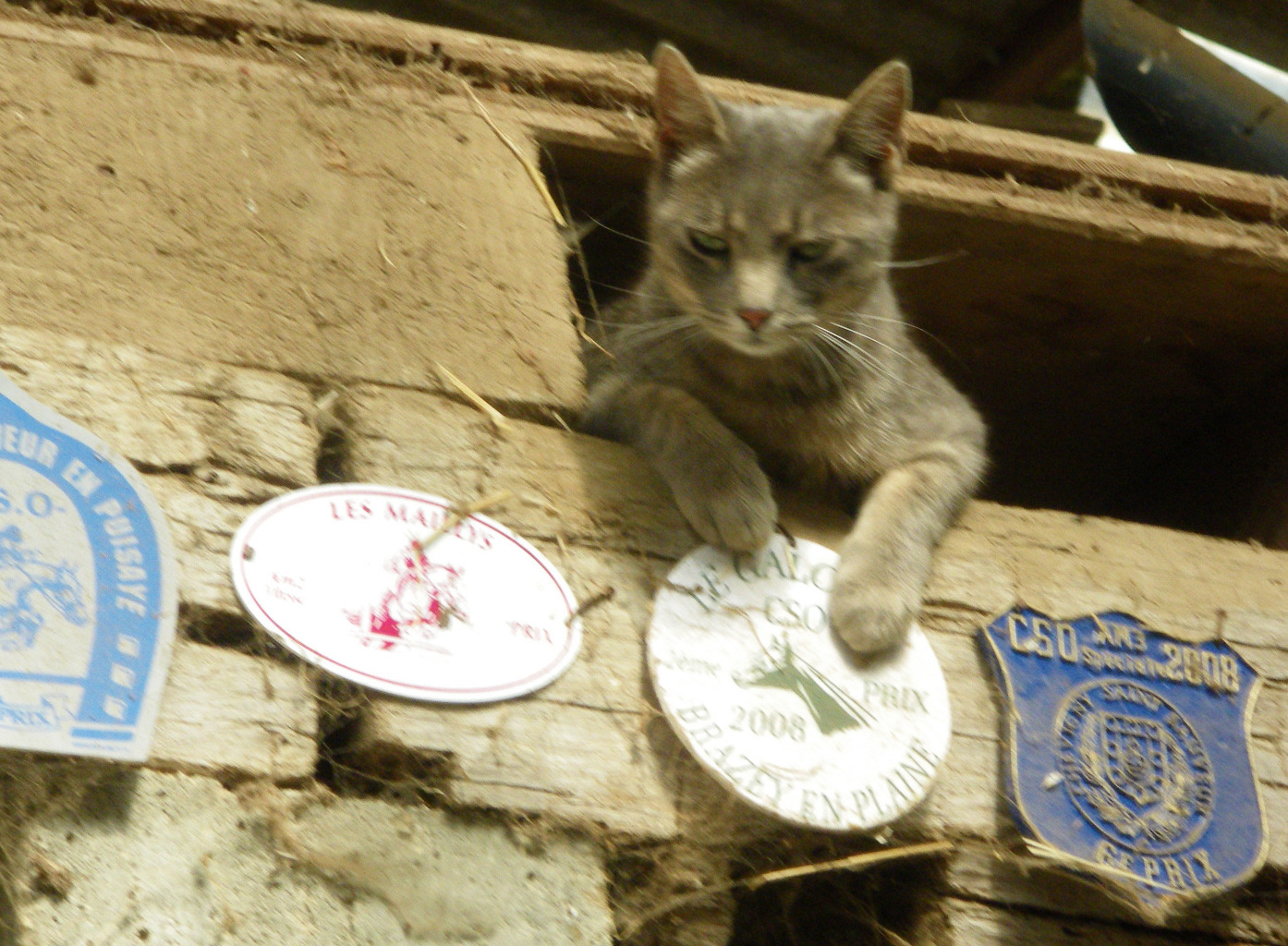 chat & trophés